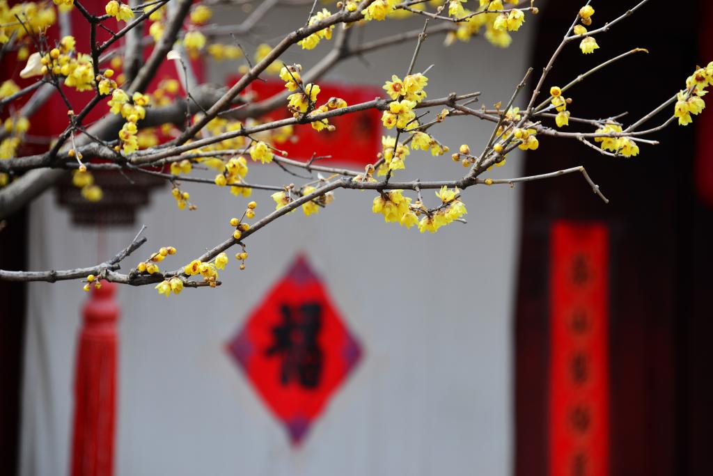 北京：国家植物园蜡梅盛开