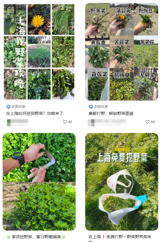 千万别碰！一群壮汉误食被“放倒”