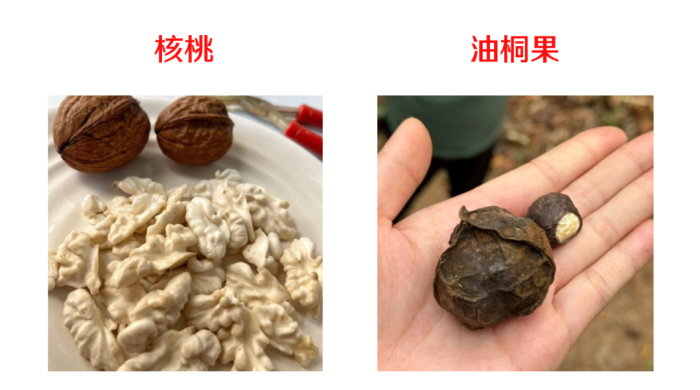 千万别碰！一群壮汉误食被“放倒”
