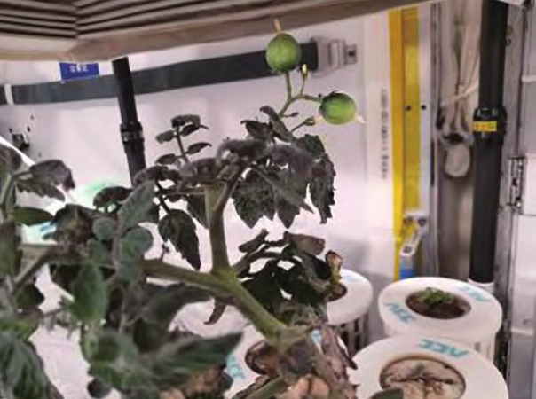 既能吃还能提供情绪价值，打卡“植”得期待的“太空菜园”