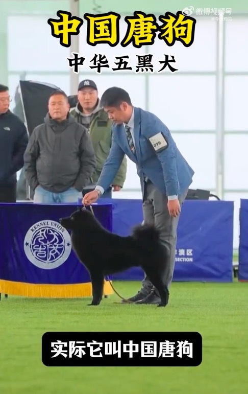 超九成养宠人不认识中华田园犬品种 原来中华田园犬这么帅！